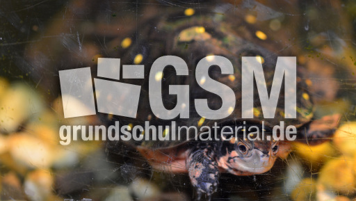 Tropfenschildkröte (2).jpg